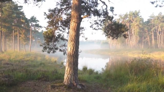 🔴Кольори на Землі як відображення Кола Сонця