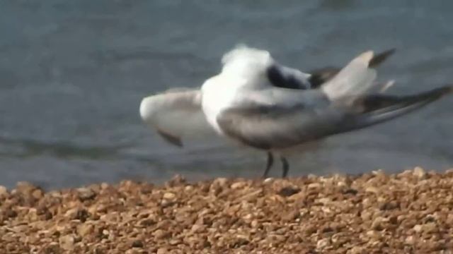 whiskered tern смотреть онлайн