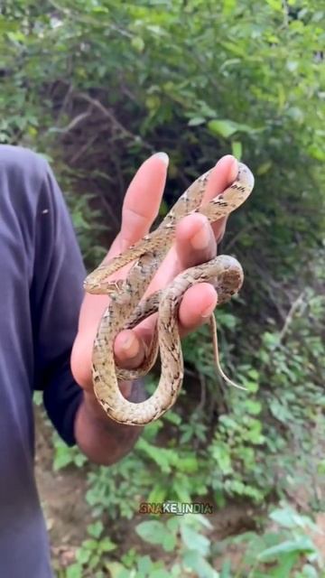 Indian Common Cat Snake (mildly venomous) #snake #catsnake #shorts #wildlife смотреть онлайн