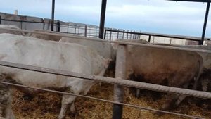 КФХ  Победа. Продажа быков Шароле Абердин Ангус 89634038967