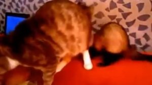 Кот против хорька