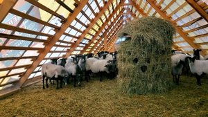 Как я ездил в ВОЛОГДУ за БАРАНАМИ🚗🗺️🐑Романовская порода овец🐑🐑🐑."Мое Подворье"