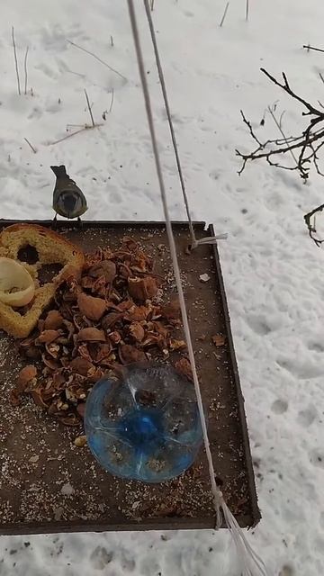 Лазарівка на годівниці смотреть онлайн