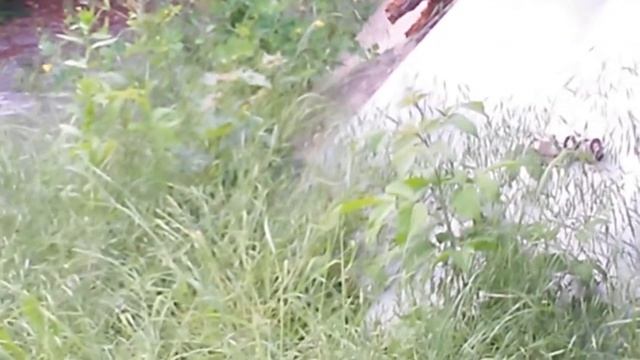 Рой пчёл на разведке смотреть онлайн