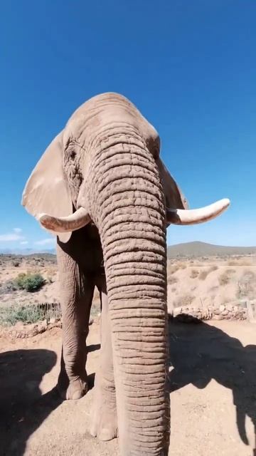 Giant Elephant | Mammoth
