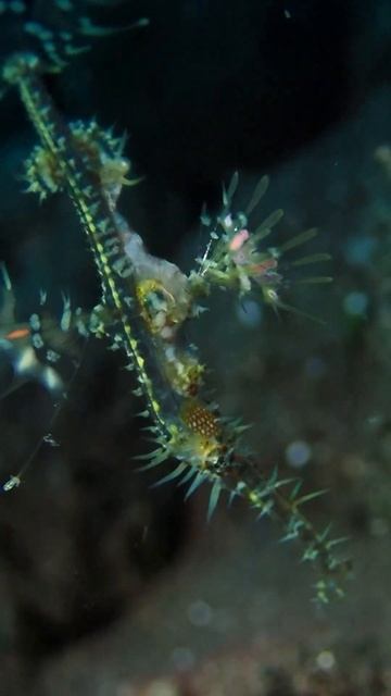 Juvenile ornate ghost pipefish #tulamben #bali #scubadiving смотреть онлайн