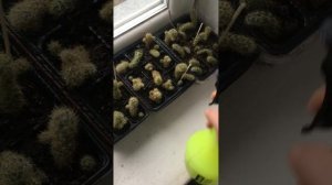 Переросший кактус маммилярия . Как омолодить и укоренить макушки .