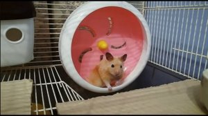 Сирийский хомяк. Теперь живём вместе