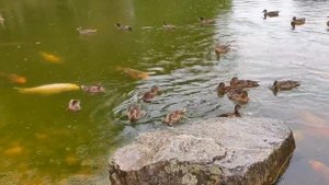 Берег счастья.Николай Берег