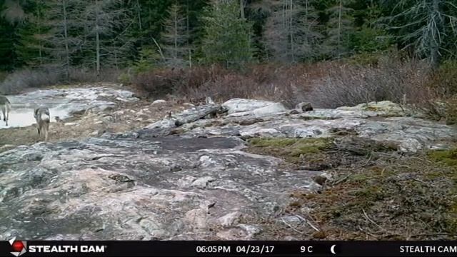 Algonquin Park Trail Cam Footage 2016/17 смотреть онлайн