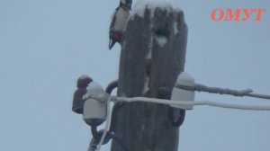 245. НУ КАК БЕЗ НЕГО-то РОДНЕНЬКОГО ...