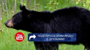 Медведь проник в дом, убил и съел 71-летнюю женщину