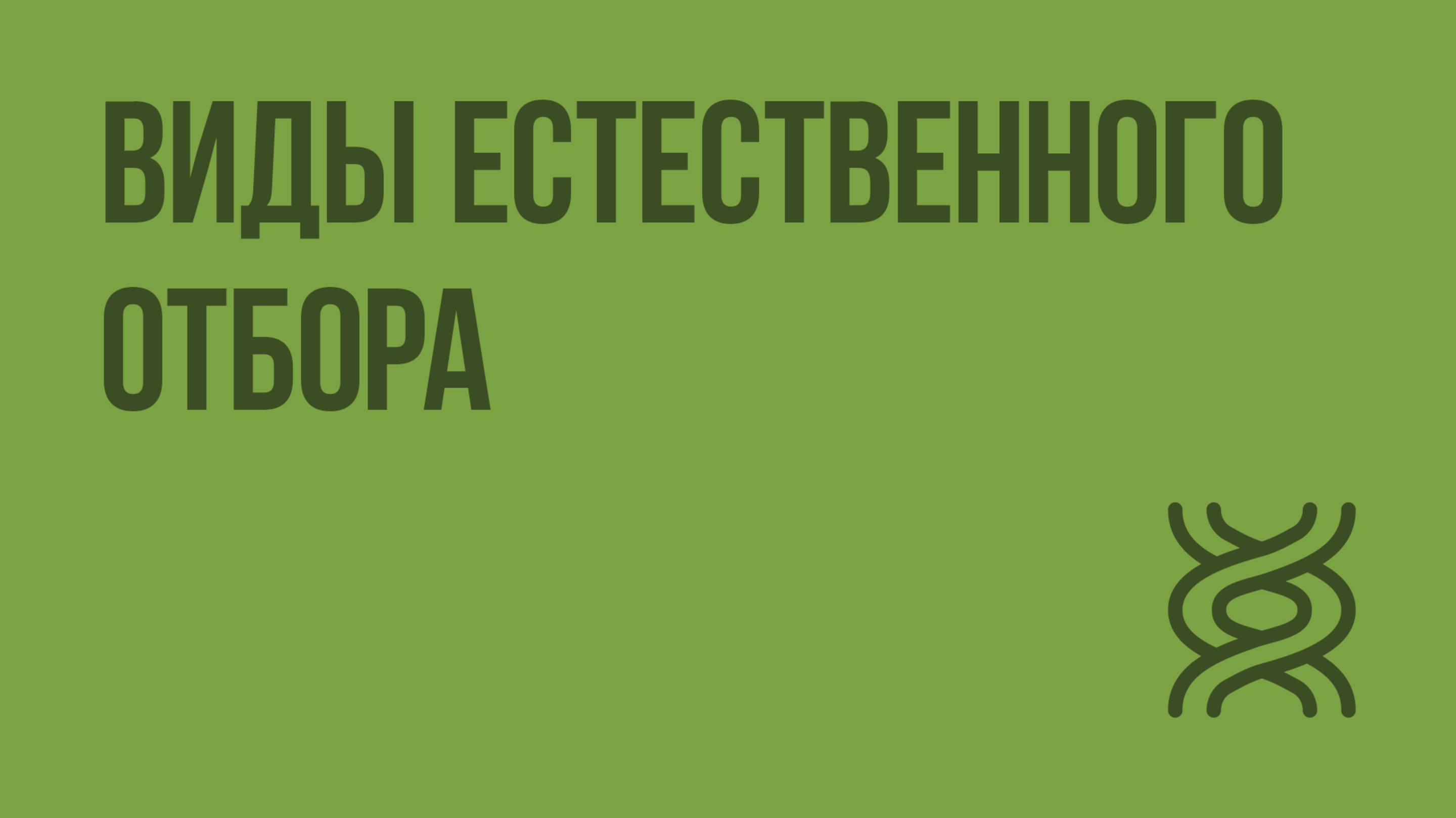 Виды естественного отбора. Видеоурок по биологии 11 класс