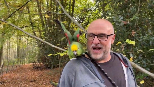 Out Walking with Sid the Free Flying Amazon Parrot смотреть онлайн