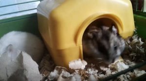 Жизнь хомяков 1 ЧАСТЬ