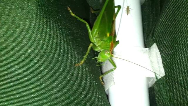 Саранча смотреть онлайн