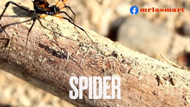 Vocabulary S | Learn in Style | Merryland Academy Digital Classroom смотреть онлайн