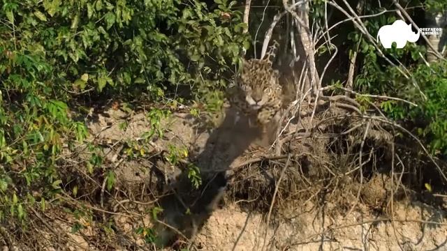 A ONÇA NÃO SABIA QUE O JACARÉ IA FAZER ISSO смотреть онлайн