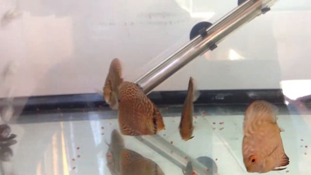 Repas (granulés tetra discus) de mes 4 jeunes discus arrivés y a 1 semaine : смотреть онлайн