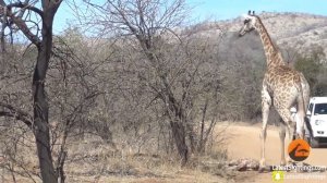 Охота на Жирафа