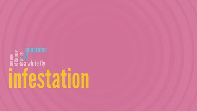 WhiteFly Pest Control in SOUTH FLORIDA , FL ( WhiteFlies Pest Control ) смотреть онлайн