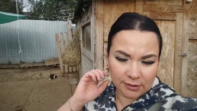 Козел в деле! Чешский козел+Нубийская коза!#рек #топ #хочуврек #козы #рекомендации #goats #подпишис смотреть онлайн