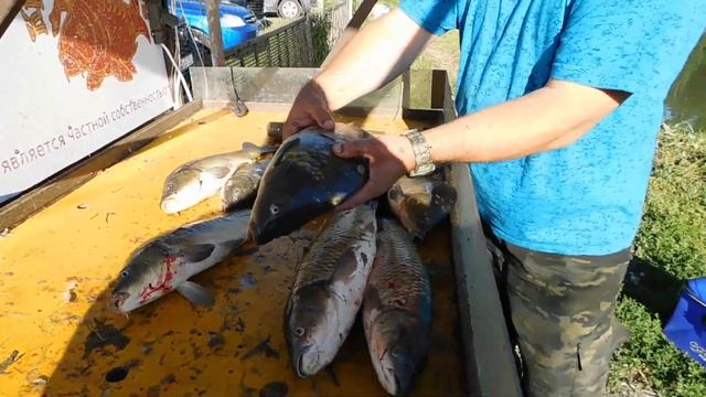 Отчет рыбака за 11 июля 2024 №2 смотреть онлайн