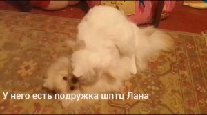 Я в шоке. Мой кот.... нетрадиционной ориентации...😯🤗