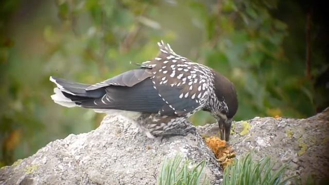 Spotted Nutcracker, Seoraksan смотреть онлайн