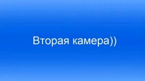 кошачьи бои без правил