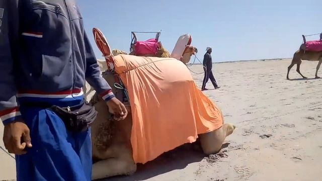 Поездка на верблюде смотреть онлайн
