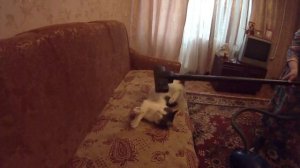 Кот и пылесос