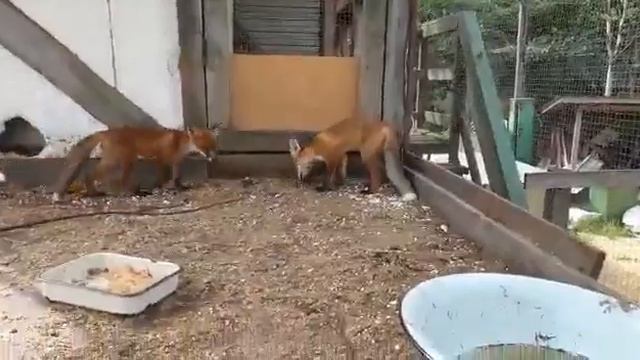 Лисята смотреть онлайн