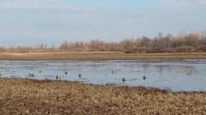 На охоте. утиная присада. 17 октября 2021 года. Чучела GHG lifesize hunter series и норсвей альфа.