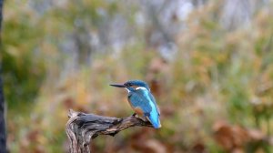 Common Kingfisher a photohide compilation