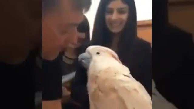 Попугай боится щекотки, ну очень смешно смотреть онлайн