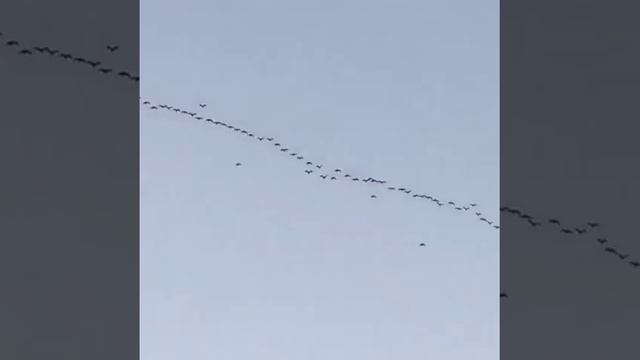 هجرة طيور ..سنافي .. смотреть онлайн