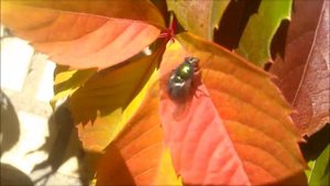 осенняя муха autumn fly