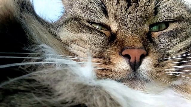 Кошка фотомодель. Как красиво позировать? Поза для фотосессии.