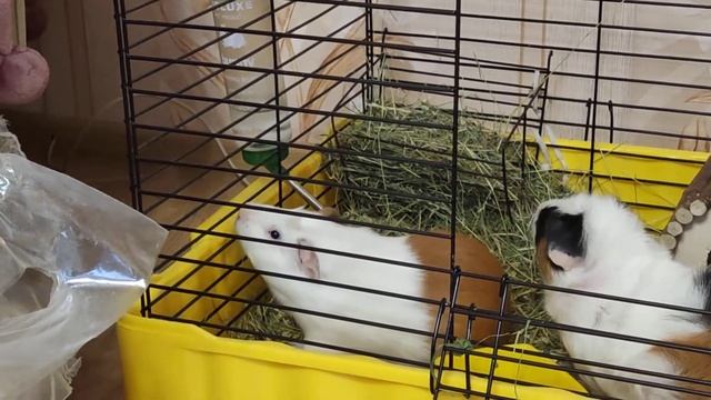 рыжик целуется с чернышкой и злится что его не выпускают к ней смотреть онлайн