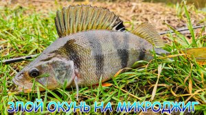 Микроджиг в новом месте! Злые окуни гнут спиннинг!!!