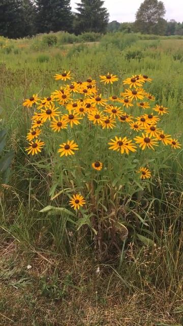 Echinacea and mullein смотреть онлайн