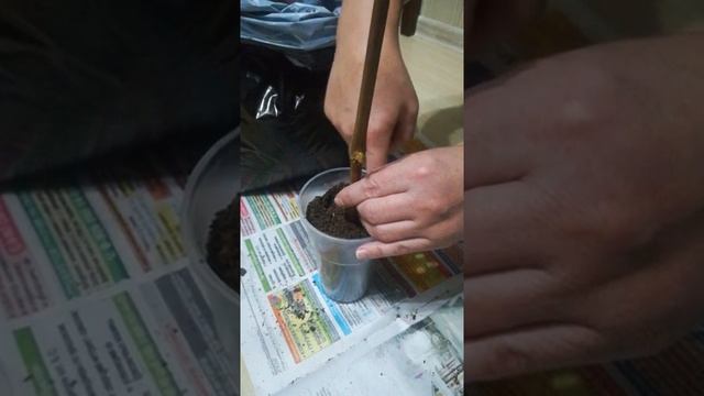 Сажаем черенок