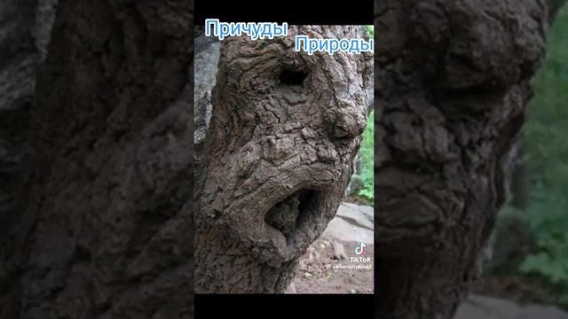 ПРИЧУДЫ ПРИРОДЫ!#природа #приколы #жизнь #чудесаприроды #чудесаслучаются  #калининград #лес #лесное
