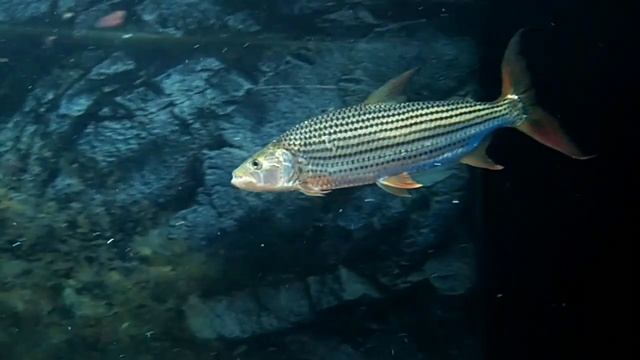 Africa Tiger Fish Tanzaniae 18" смотреть онлайн