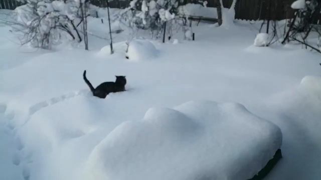 Кот впервые в сугробах смотреть онлайн