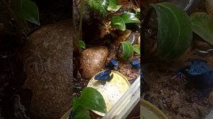 Кормление древолазов мушкой дрозофилой.