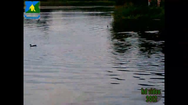 Утка Играется с Собакой (HD2012) смотреть онлайн