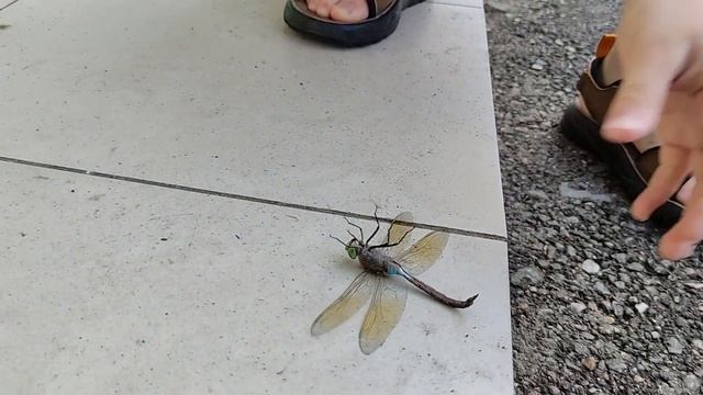 Спасли стрекозу смотреть онлайн