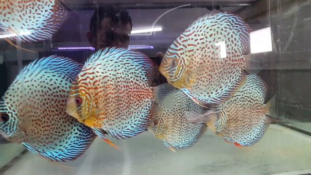 Leopard Size XL - The flying Discus смотреть онлайн